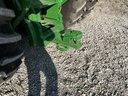 https://photos.machinefinder.com/27/9847327/75422068_large_75566.jpg