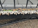 https://photos.machinefinder.com/75/11295875/75782098_large_17389.jpg