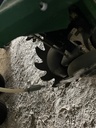 https://photos.machinefinder.com/38/11568938/78338930_large_84220.jpg